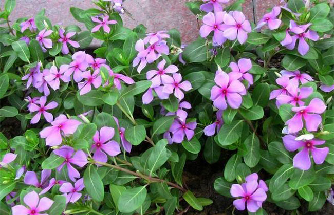 長(zhǎng)春花的花語(yǔ)是什么?長(zhǎng)春花的寓意和象征