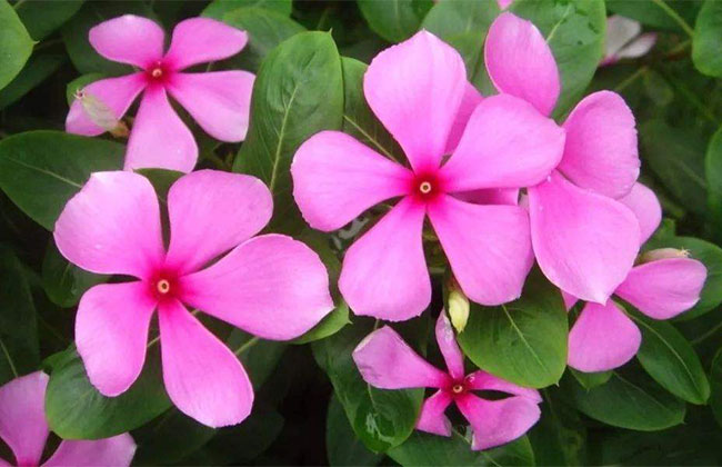 長(zhǎng)春花的花語(yǔ)是什么?長(zhǎng)春花的寓意和象征