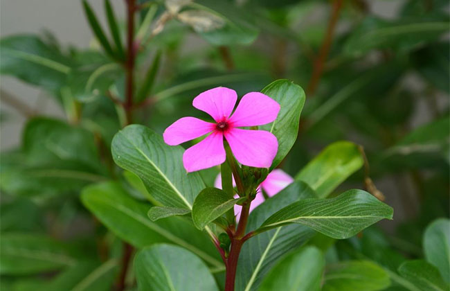 長(zhǎng)春花的花語(yǔ)是什么?長(zhǎng)春花的寓意和象征
