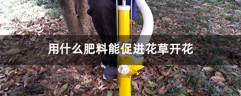 用什么肥料能促進(jìn)花草開花