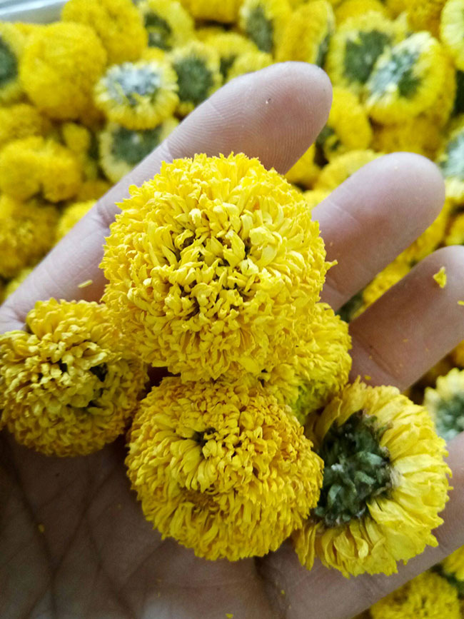 菊花茶有幾種