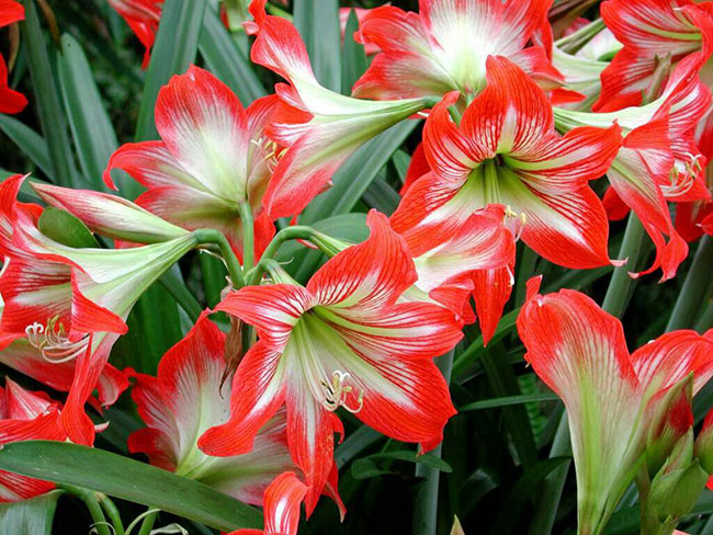 朱頂紅 朱頂紅