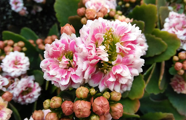 長壽花的花語是什么?長壽花的寓意和象征