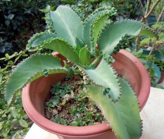 超好養(yǎng)活的落地生根