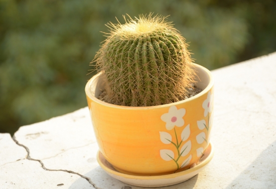 超好養(yǎng)活的仙人球