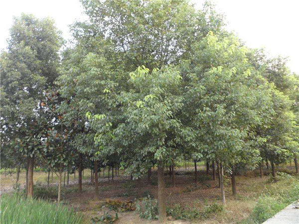 香樟種植基地