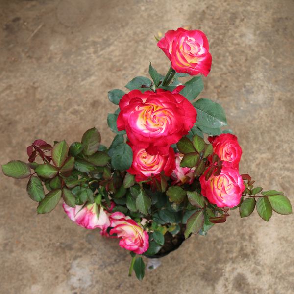 月季花