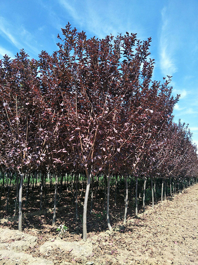 紅葉李怎么育苗?紅葉李的育苗方法 紅葉李怎么育苗?紅葉李的育苗方法