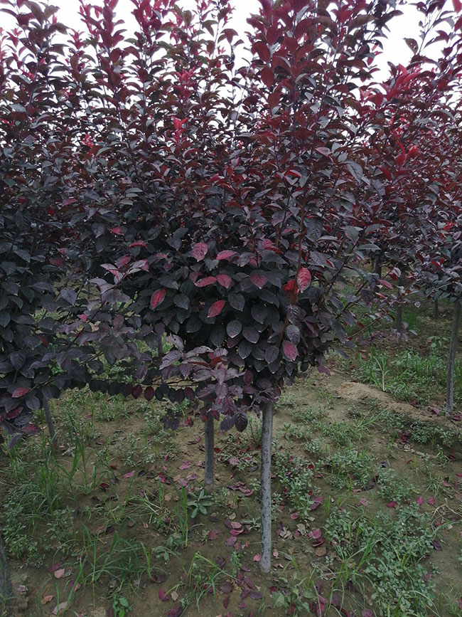 紅葉李種植應注意什么?紅葉李種植時間及管理 紅葉李種植應注意什么?紅葉李種植時間及管理