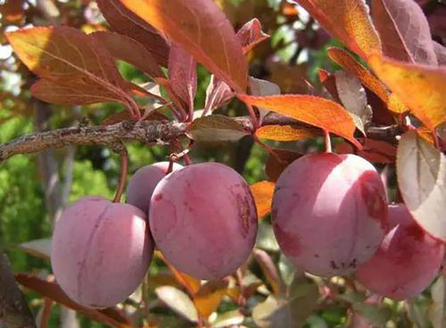 紅葉李種植應注意什么?紅葉李種植時間及管理 紅葉李種植應注意什么?紅葉李種植時間及管理