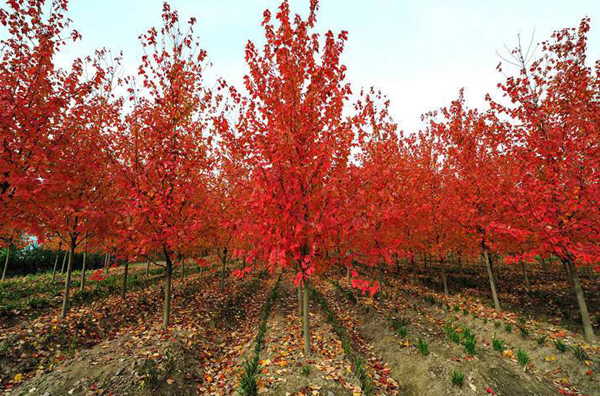 美國(guó)紅楓