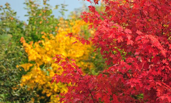 美國(guó)紅楓