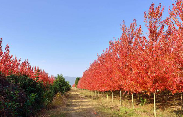 美國(guó)紅楓