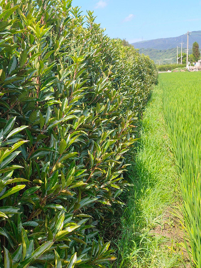 法國(guó)冬青價(jià)格多少錢一棵?法國(guó)冬青的種植方法