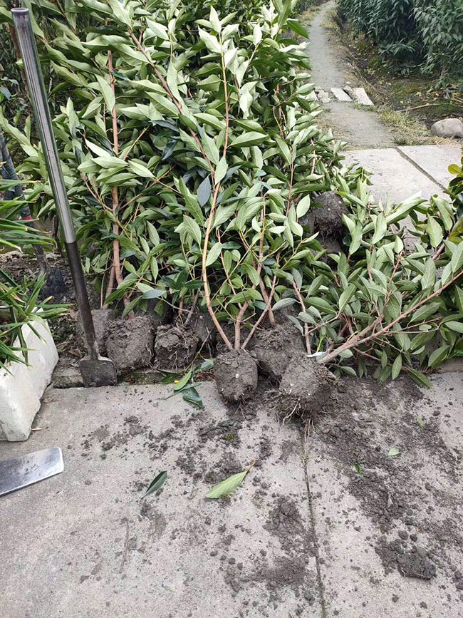 法國(guó)冬青價(jià)格多少錢一棵?法國(guó)冬青的種植方法