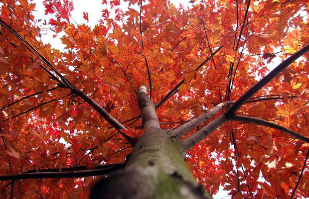 美國紅楓4.jpg