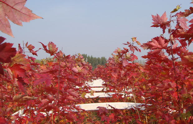 美國紅楓8.jpg