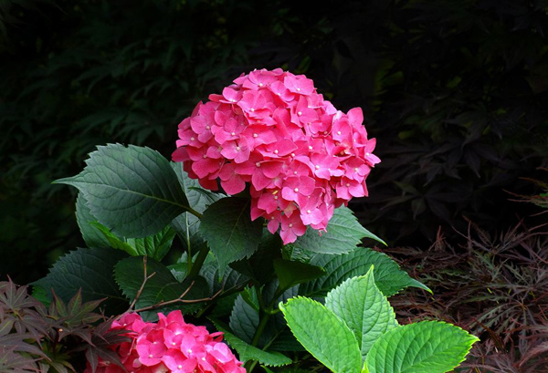 繡球花