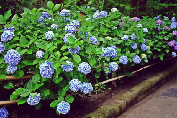 繡球花