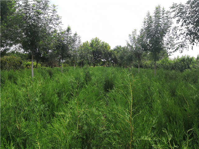 沭陽長景園林側(cè)柏種植基地實拍圖片