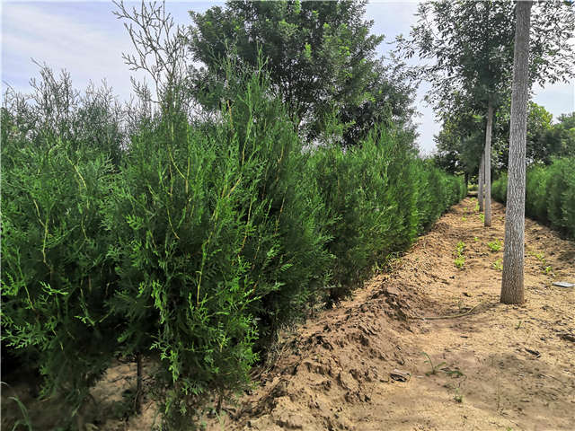 沭陽長景園林側(cè)柏種植基地實拍圖片