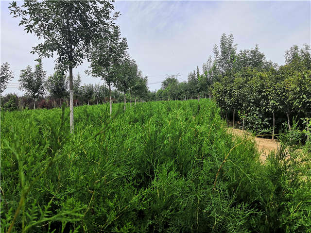 沭陽長景園林側(cè)柏種植基地實拍圖片