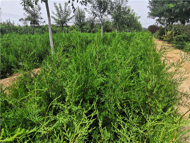 沭陽長景園林側(cè)柏種植基地實拍圖片