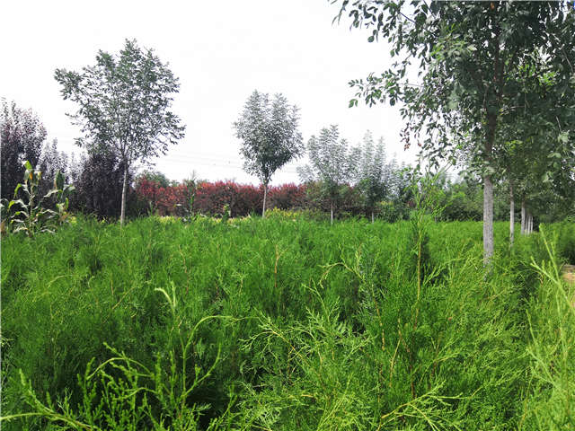沭陽長景園林側(cè)柏種植基地實拍圖片