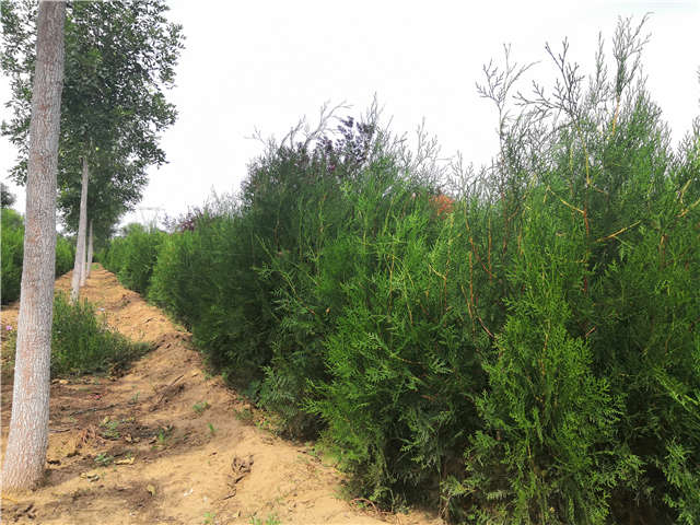 沭陽長景園林側(cè)柏種植基地實拍圖片