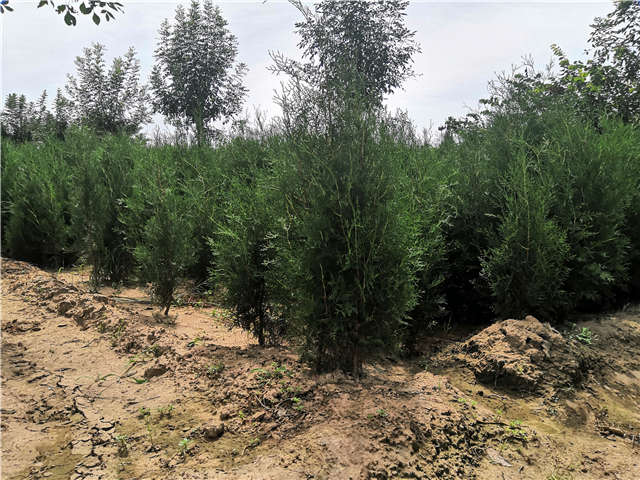 沭陽長景園林側(cè)柏種植基地實拍圖片