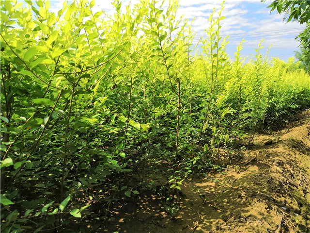 金葉榆籬種植基地實(shí)拍圖片