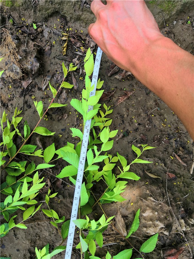 金葉榆籬種植基地實(shí)拍圖片