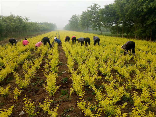 金葉榆籬種植基地實(shí)拍圖片