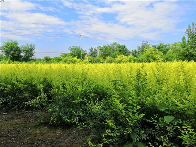 金葉榆籬種植基地實(shí)拍圖片