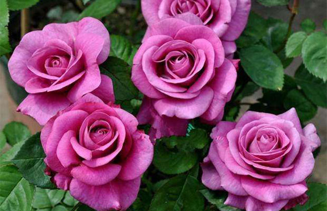 月季花根怎么種植?月季花栽培技術 月季花根怎么種植?月季花栽培技術
