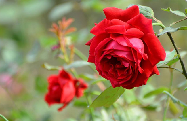 月季花根怎么種植?月季花栽培技術 月季花根怎么種植?月季花栽培技術