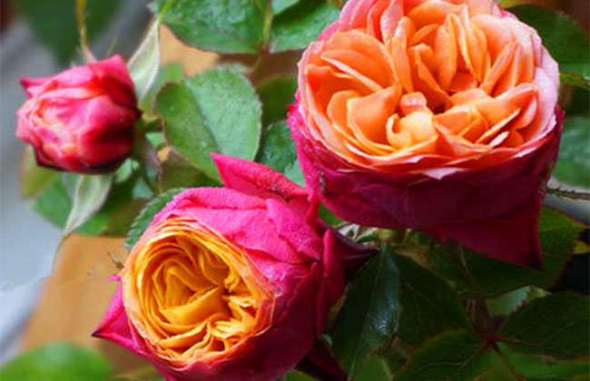 月季花根怎么種植?月季花栽培技術 月季花根怎么種植?月季花栽培技術