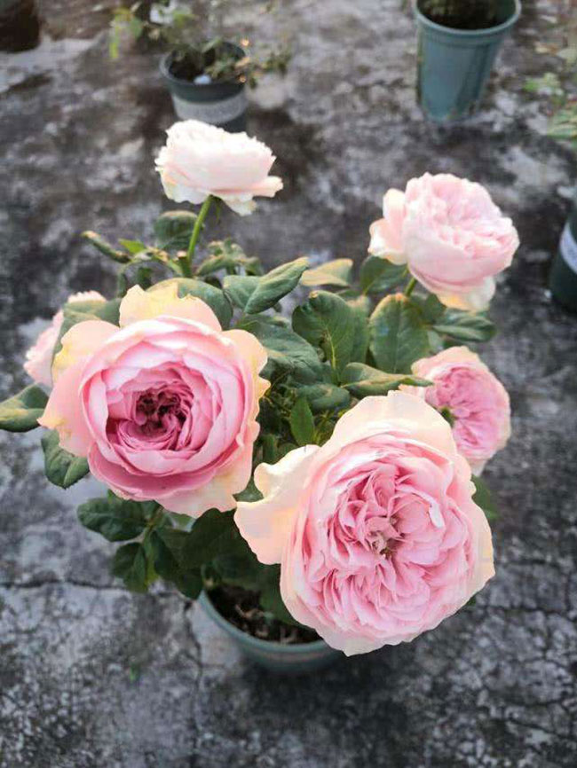 月季花根怎么種植?月季花栽培技術 月季花根怎么種植?月季花栽培技術