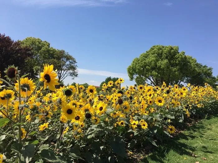 無限陽光系列向日葵 無限陽光系列向日葵